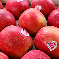 Pomme Pink Lady | Orangeraie Primeurs